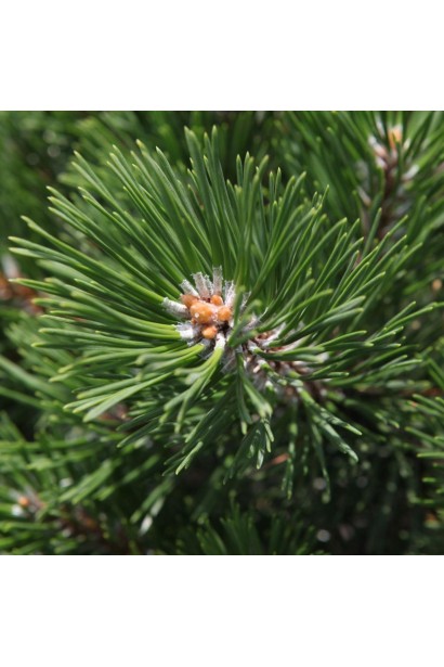 Сосна гірська Гном  хвоя